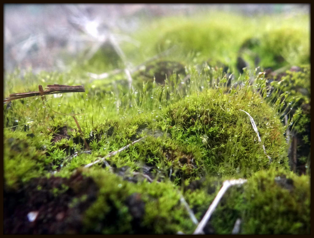 Moss at the End of the Road