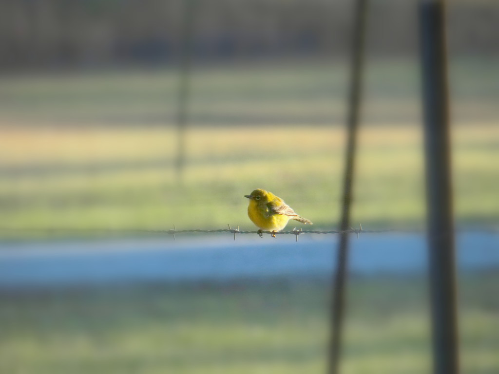 Afternoon Warbler