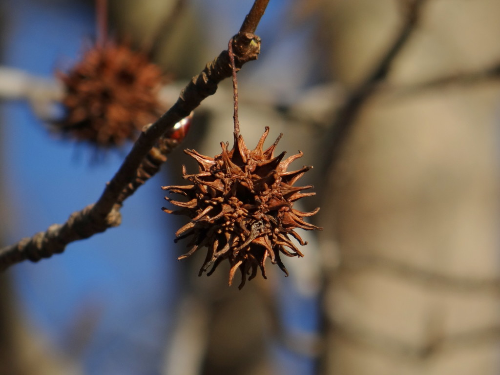 Sweetgum Ornament