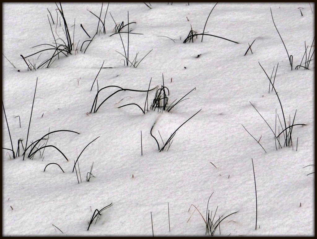Wild Onions in the Snow