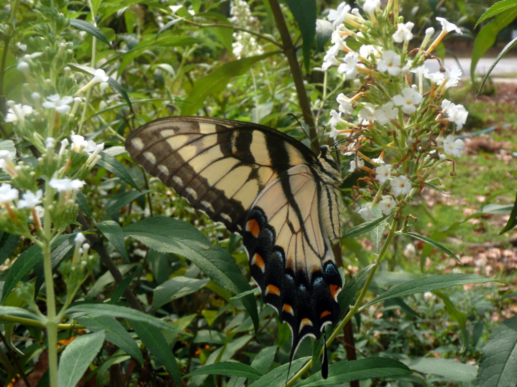 Tiger swallowtail butterfly.  Photographed June 2011 at Newman Wetlands Center, Hampton, GA.  