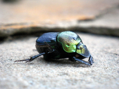 Dung Beetle 2