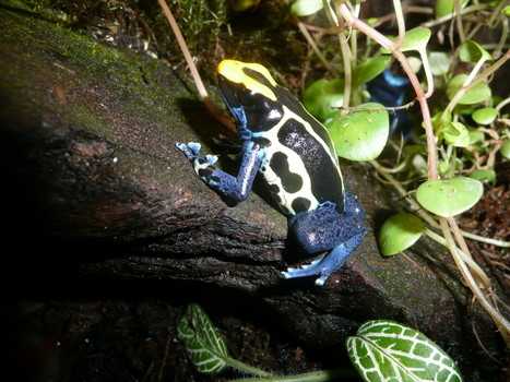 Poison dart frog (Dendrobates tinctorius)