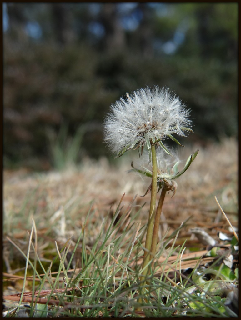 Dandelion