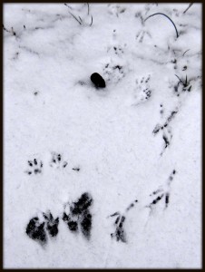 Tracks in the Snow