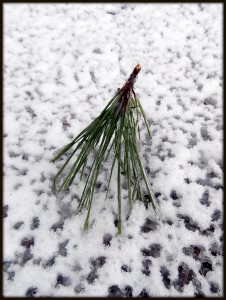 Fallen Pine Branch