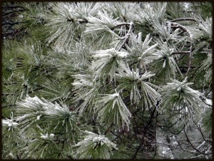 Iced Pines #1