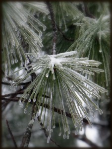 Iced Pines #2 Soft Focus