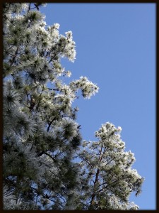 Iced Pines #3 Re-crop