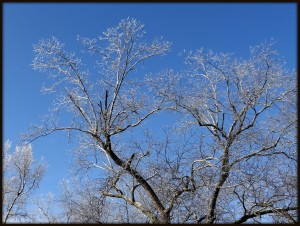 Ice on Pecan Trees