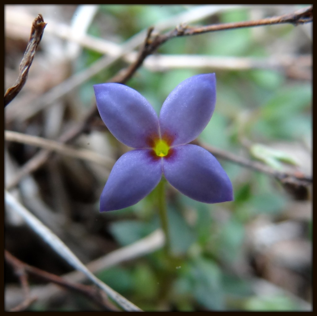 Tiny Bluet