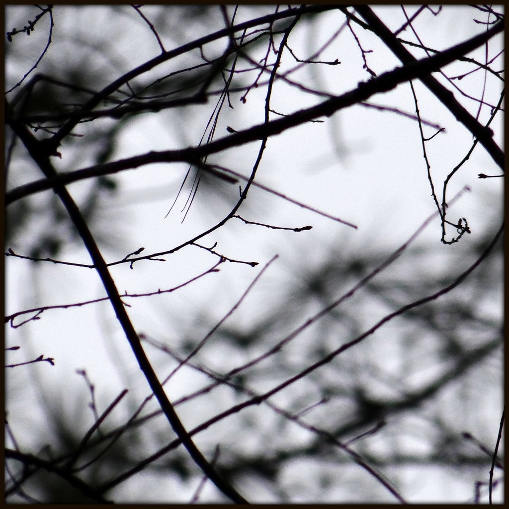 Woven Branches