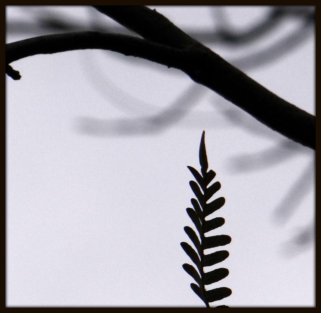 Fern Silhouette