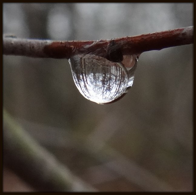 World in a Drop of Water