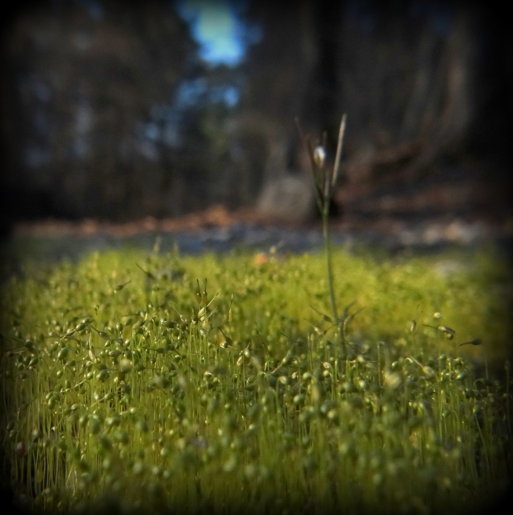 Sporophytes