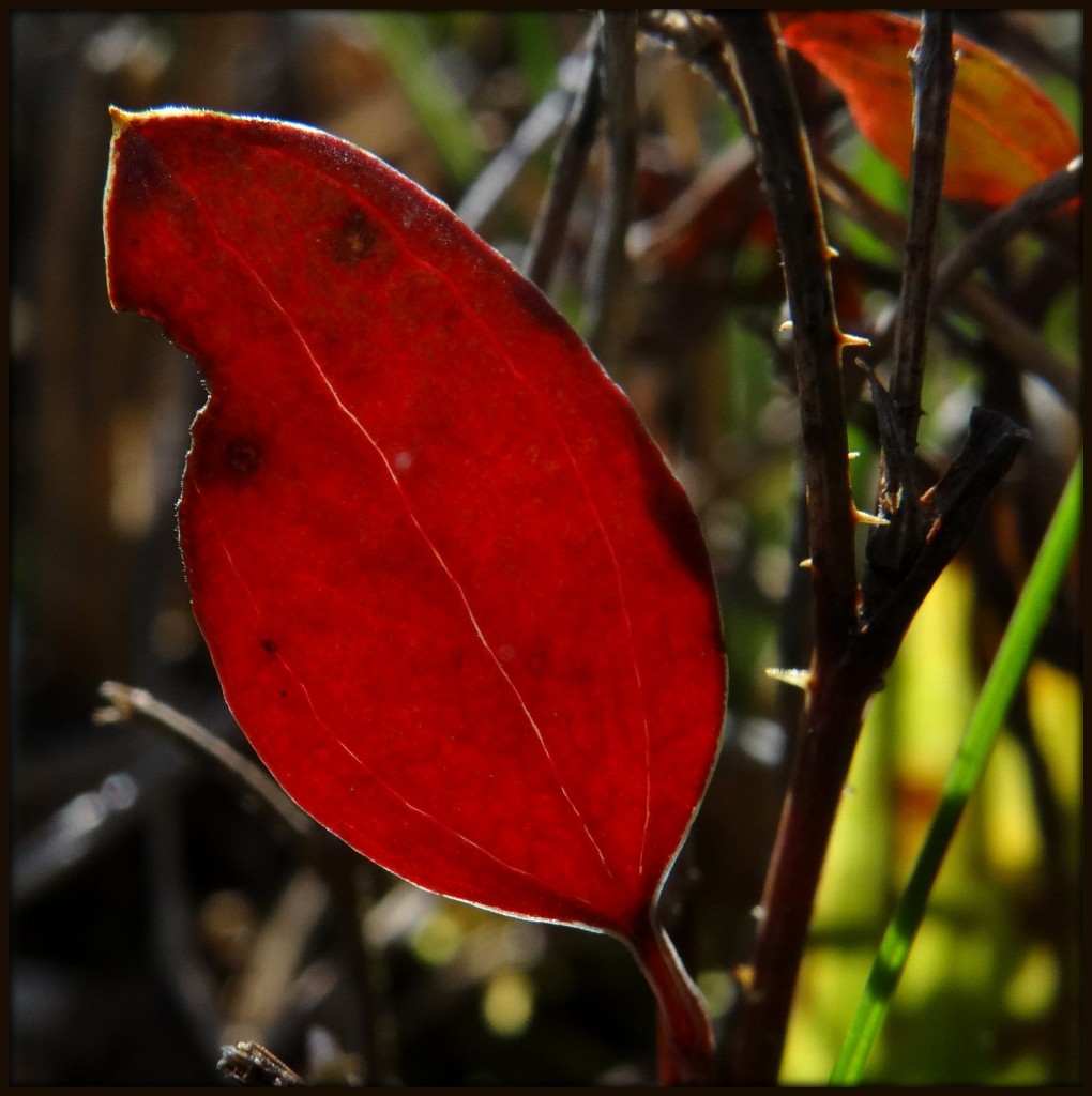 A Red Leaf