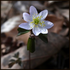 Boundary Waters Rue Anemone