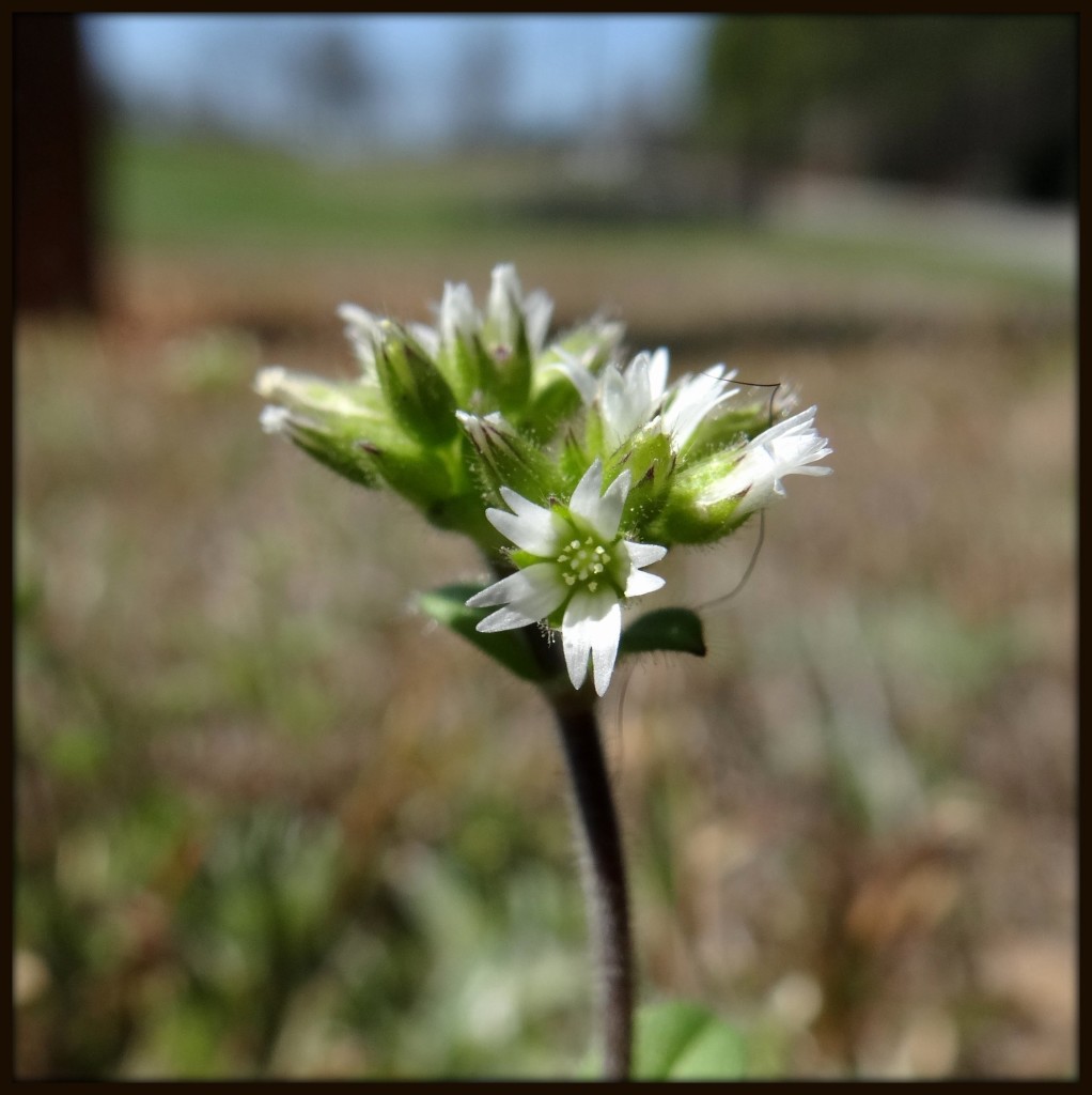 Sticky Mouse-Ear Chickweed