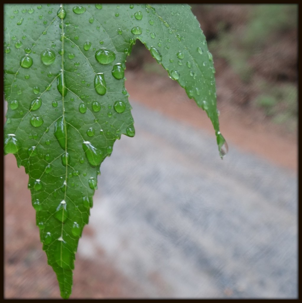 Rain on Sweetgum