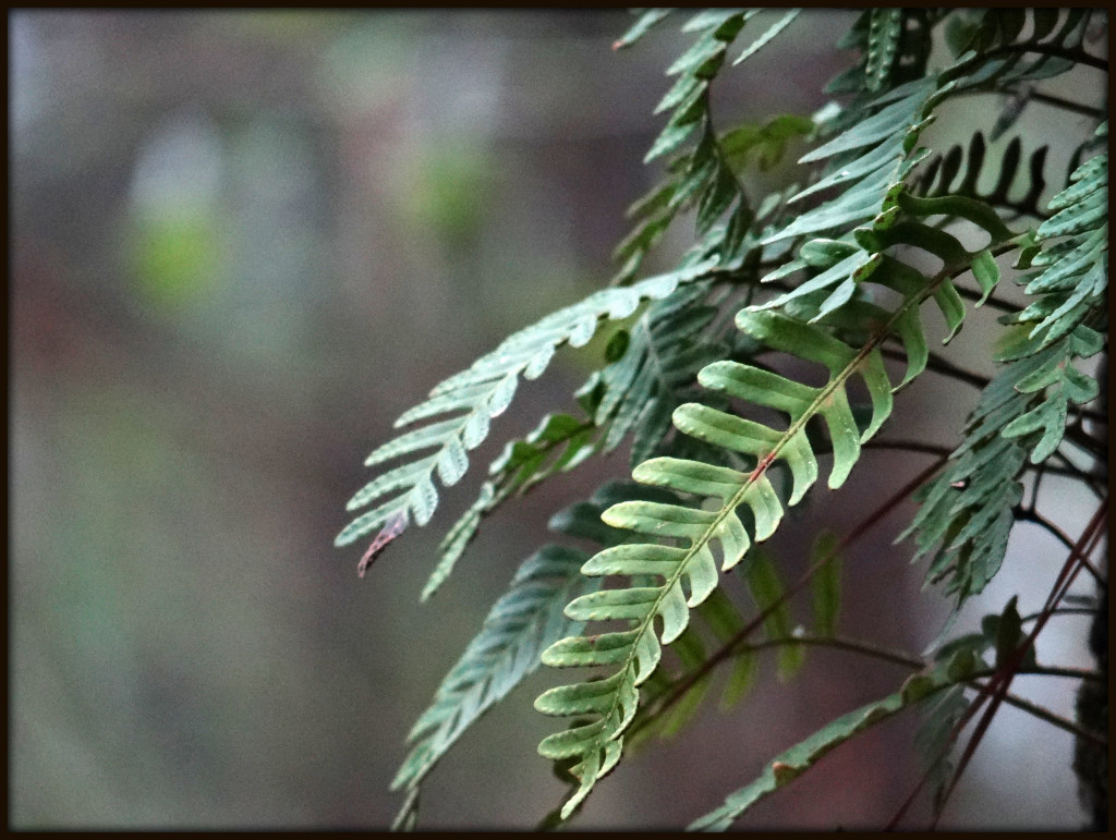 Ferns' Return