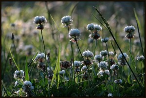 Among the Clover