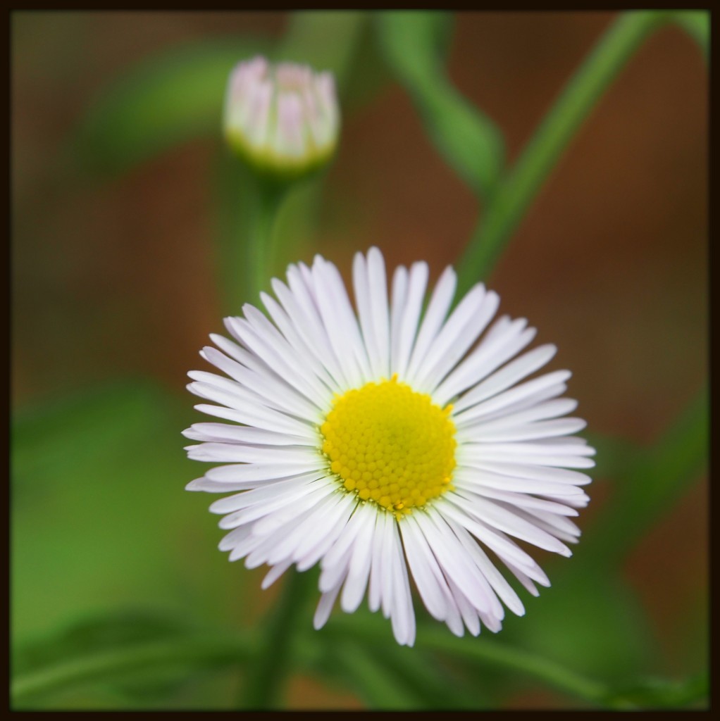 English Daisy