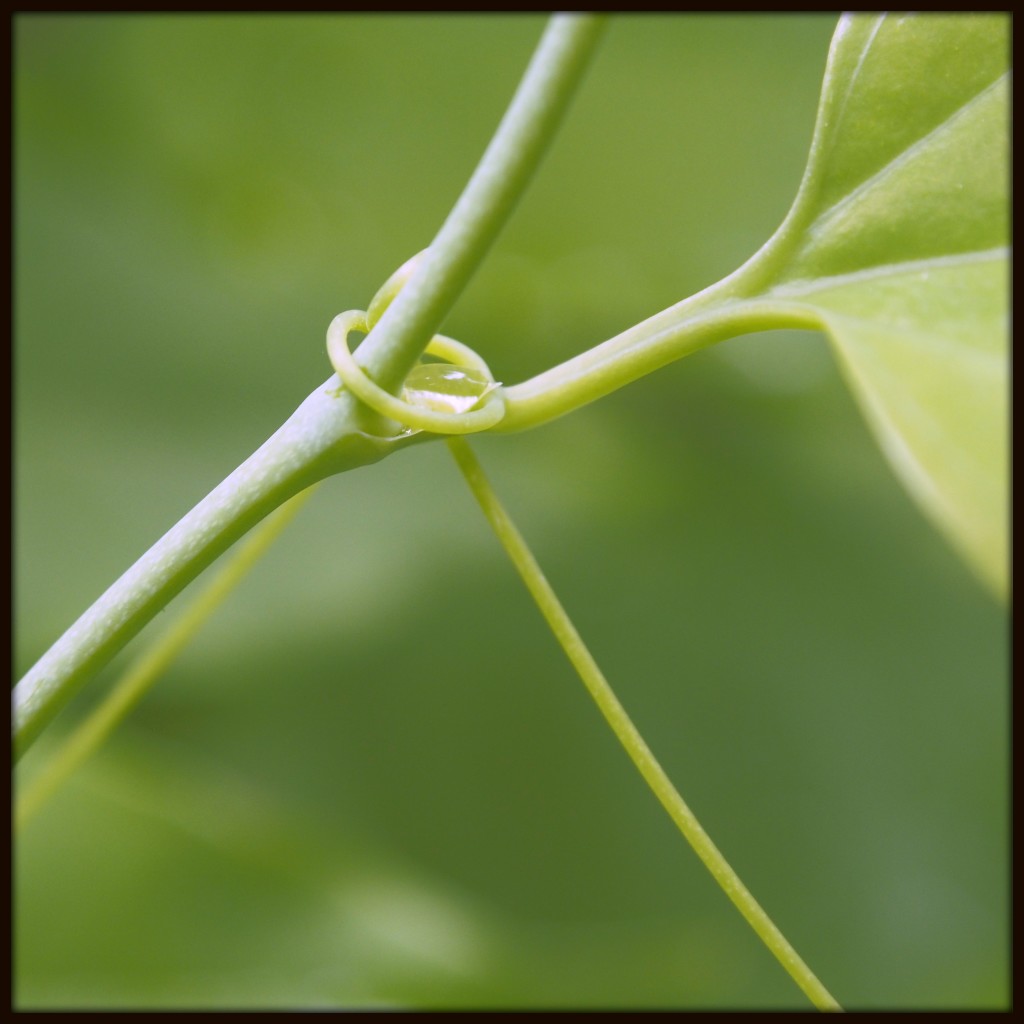 Tendril