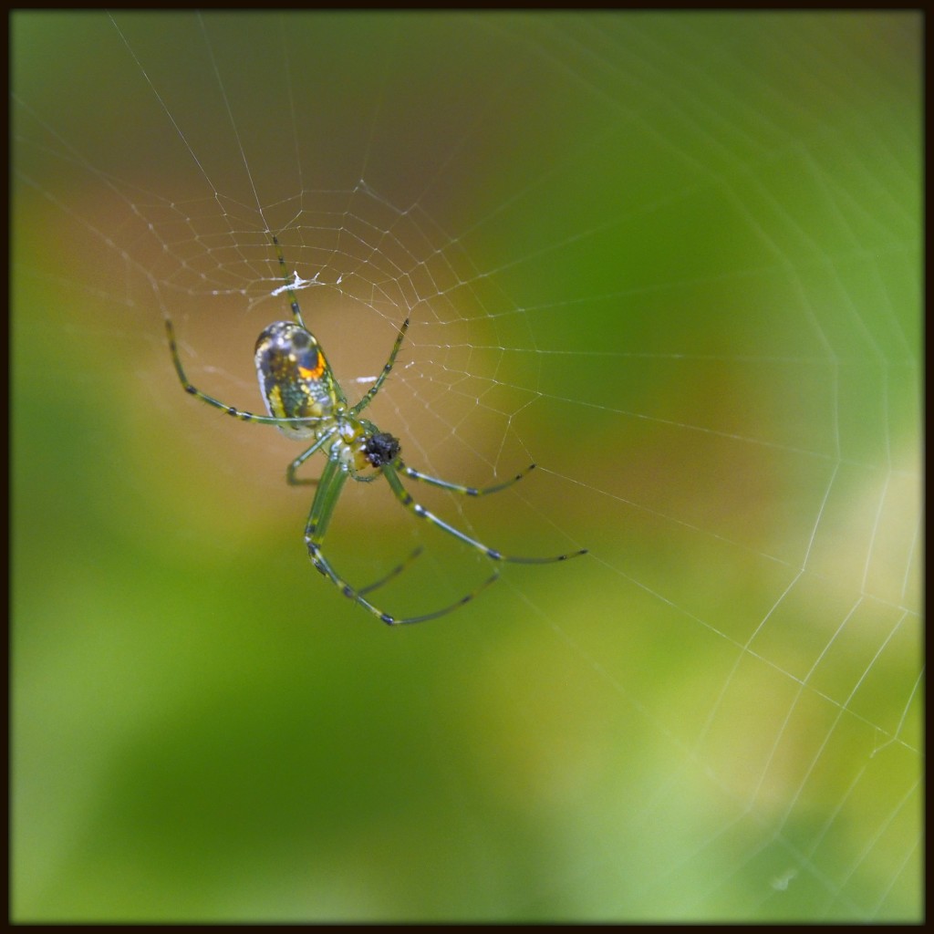 Orchard Orbweaver