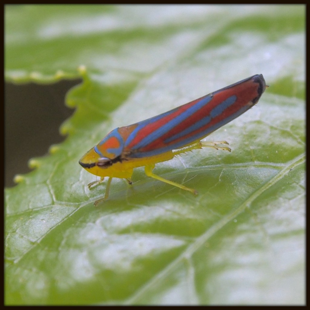 Red-banded Leafhopper