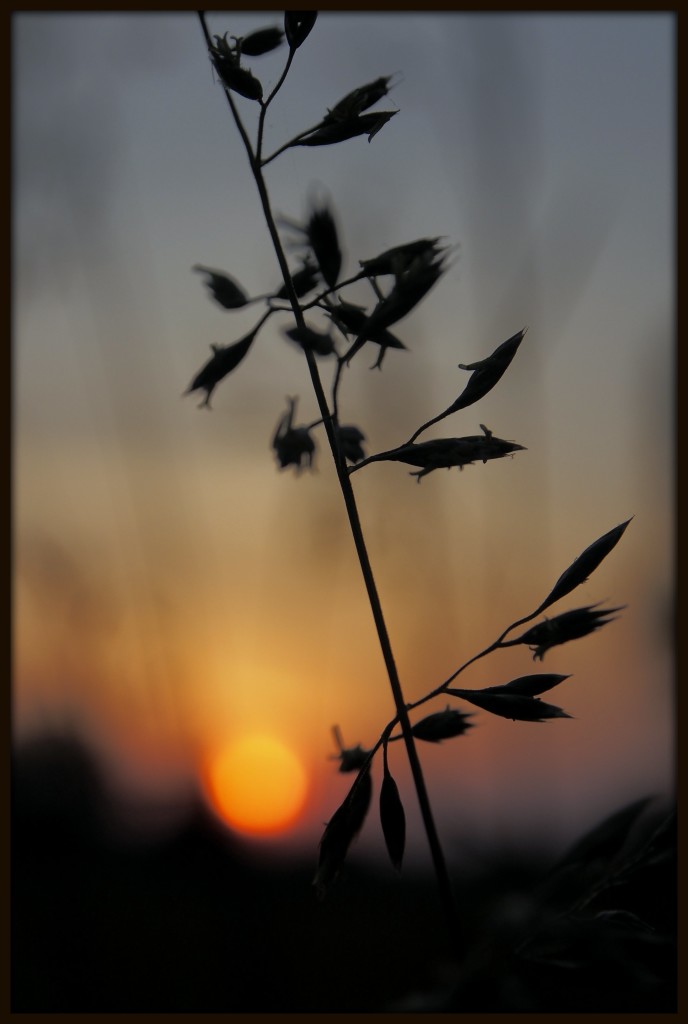 Prairie Sunset