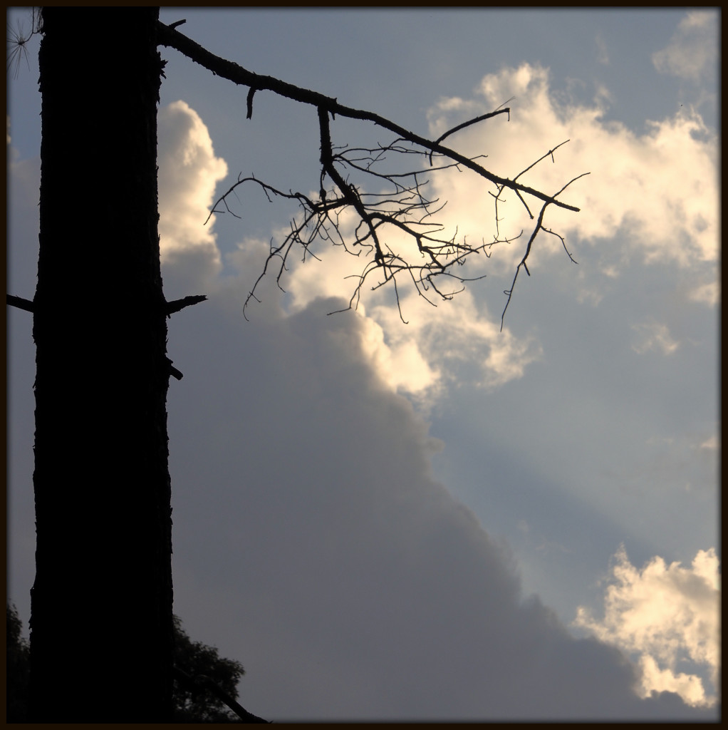 Evening Pine and Clouds