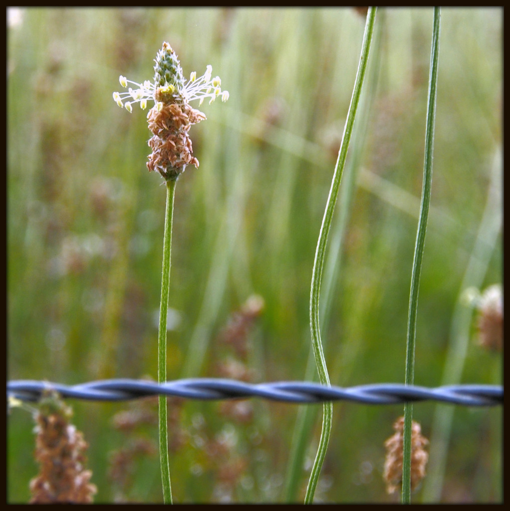 Morning Meadow