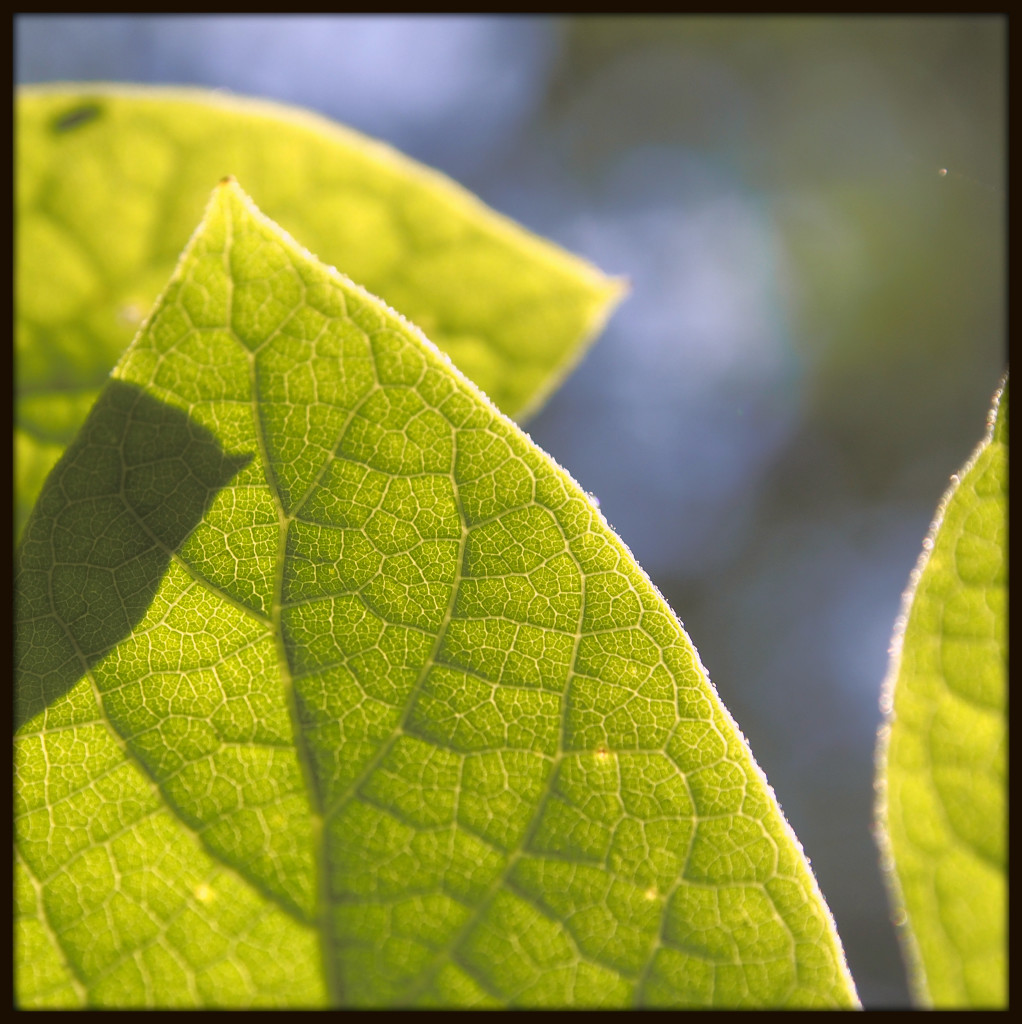 Leaves and Sky