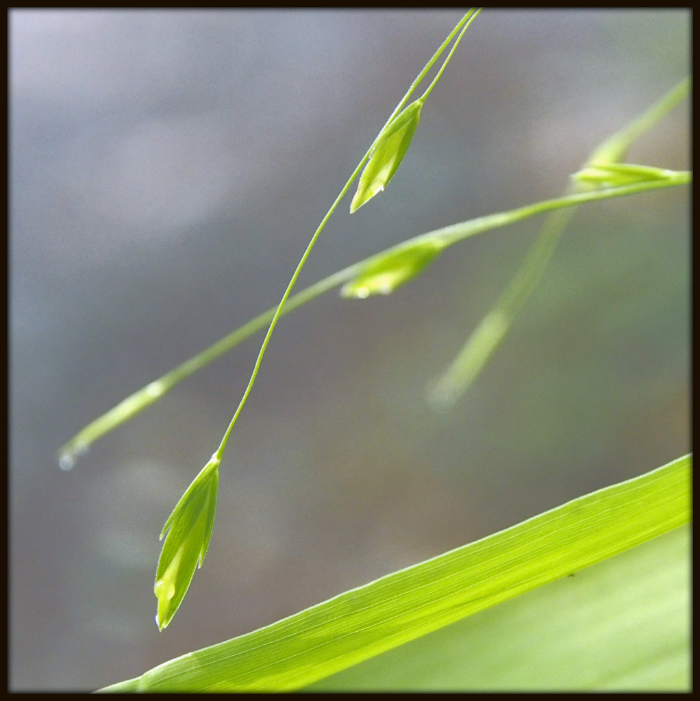 Wood Oats, Late Spring