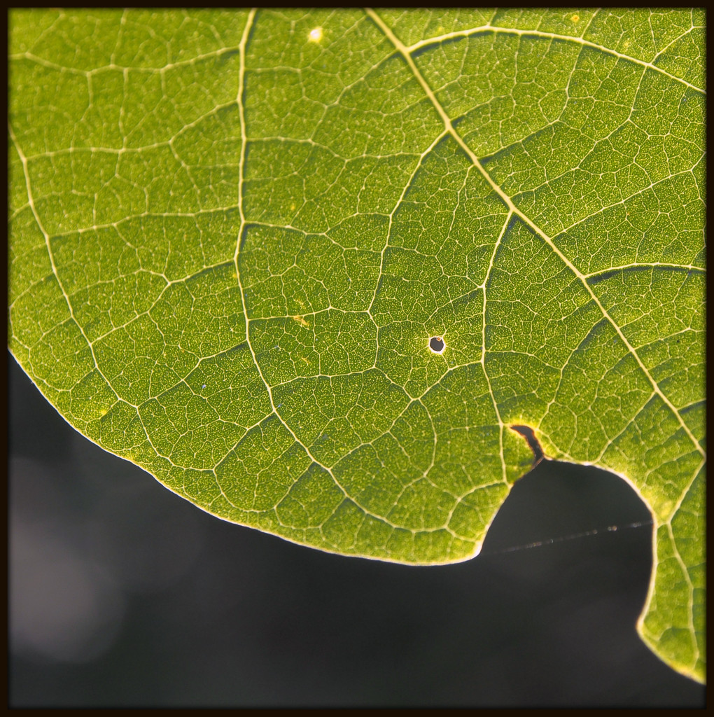 Sassafras Leafscape