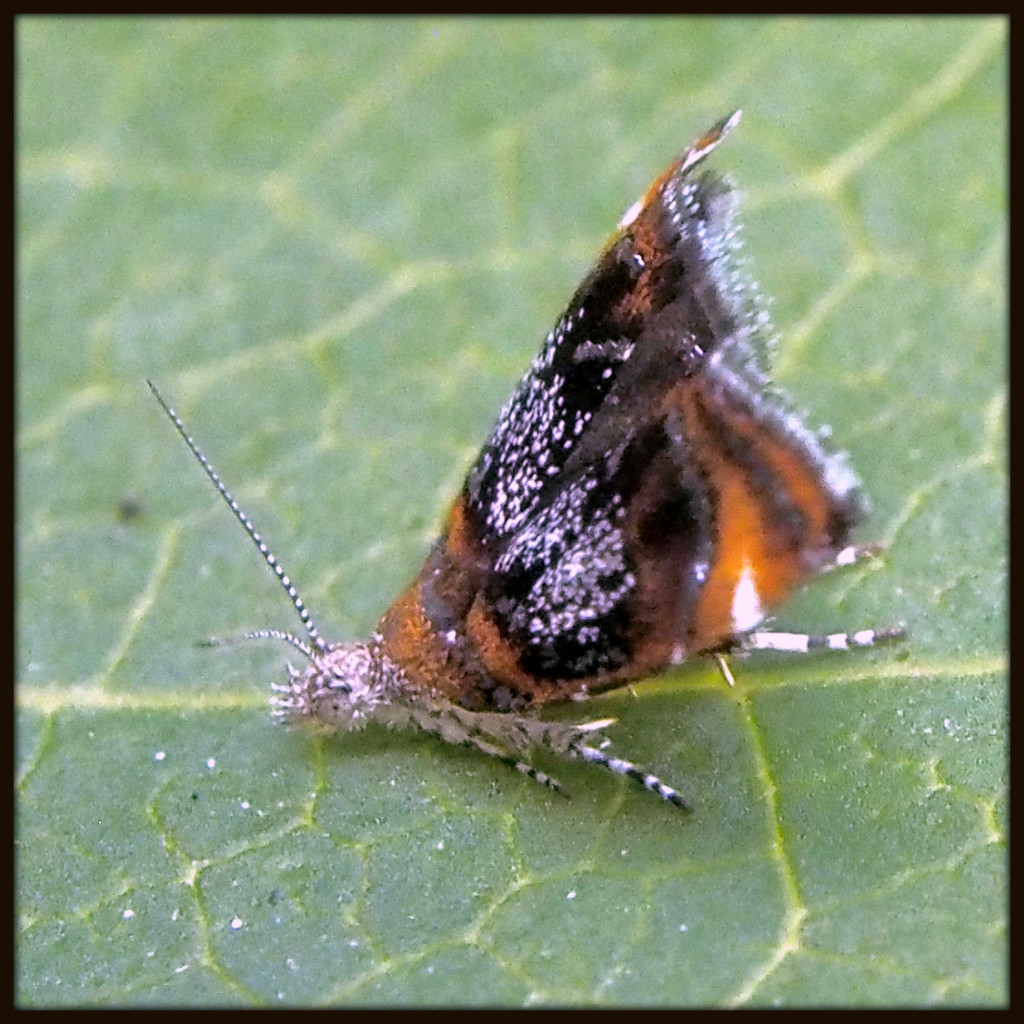 Moth Yoga