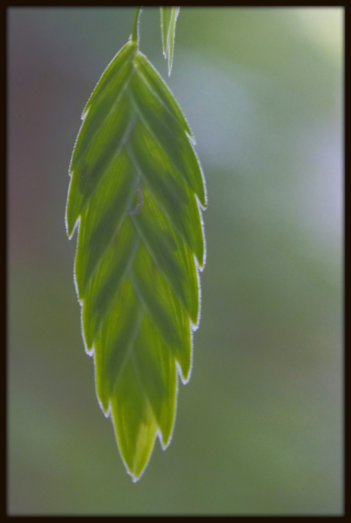 Wood Oats Ripening