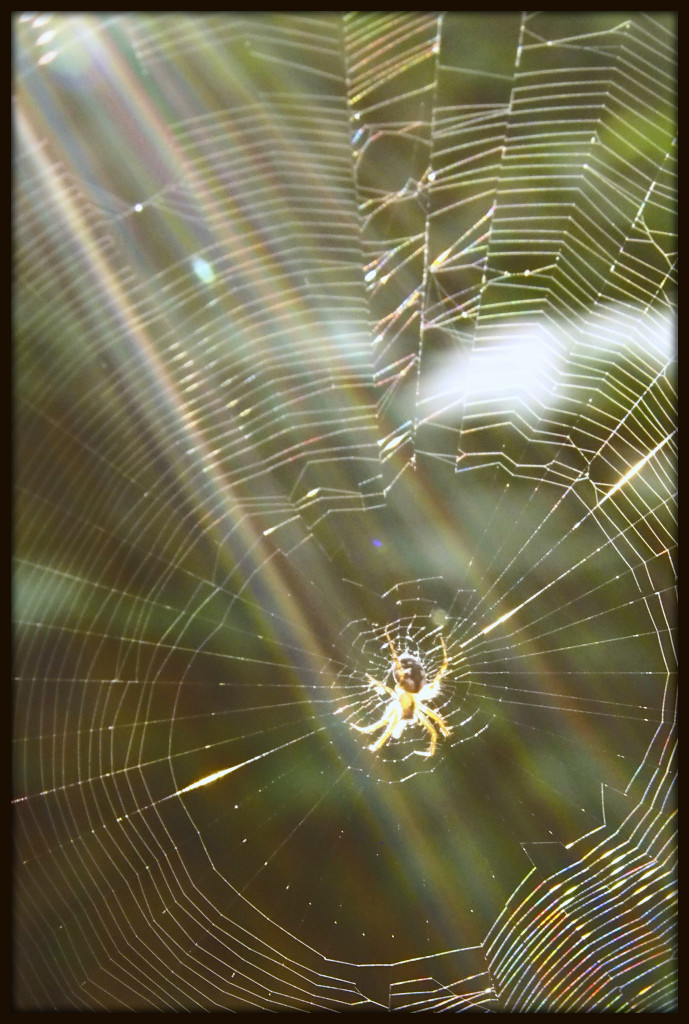 Sunbathing Spider