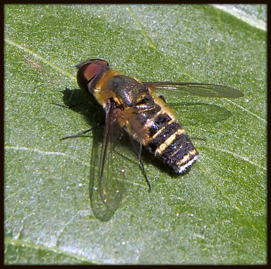 Hoverfly