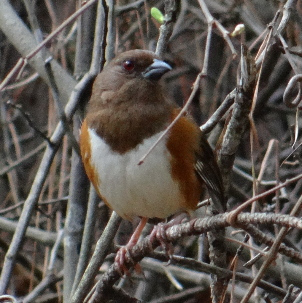 April 4 Eastern Towhee Day 94