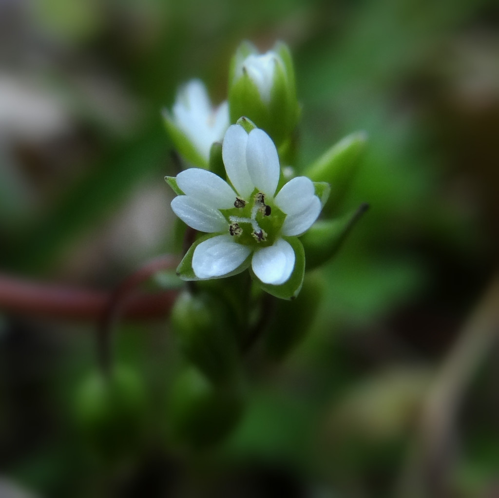 March 18 Common Chickweed Day 77